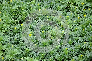 Unblossomed Mexican marigold or Aztec marigold species of the genus Tagetes