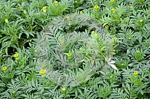 Unblossomed Mexican marigold or Aztec marigold species of the genus Tagetes