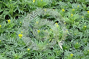 Unblossomed Mexican marigold or Aztec marigold species of the genus Tagetes