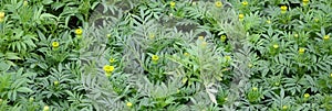 Unblossomed Mexican marigold or Aztec marigold species of the genus Tagetes