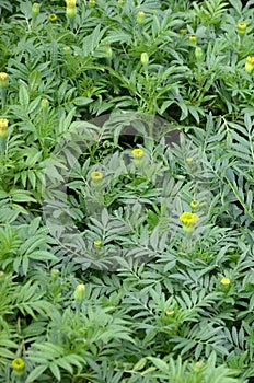 Unblossomed Mexican marigold or Aztec marigold species of the genus Tagetes