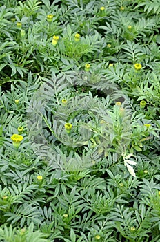 Unblossomed Mexican marigold or Aztec marigold species of the genus Tagetes