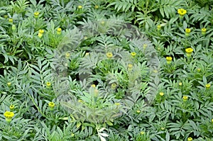 Unblossomed Mexican marigold or Aztec marigold species of the genus Tagetes