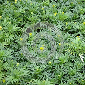 Unblossomed Mexican marigold or Aztec marigold species of the genus Tagetes