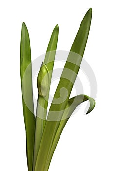 Unblown amaryllis bud and leaves on a white