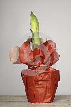 Unblown amaryllis in a pot