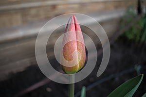 Unblown beautiful tulip flower in different color shades.