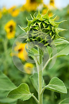 unblown bud of sunflower front of green field with flowers of sunflower