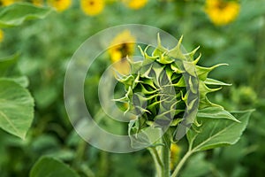 unblown bud of sunflower front of green field with flowers of sunflower