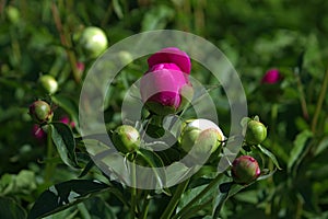 The unblown buds on a green garden lawn.