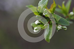 Unblown flowers on apple tree close up