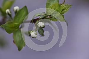 Unblown flowers on apple tree close up