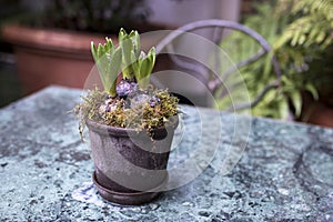 Unblown hyacinth buds in raindrops as decoration of the garden