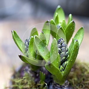 Unblown hyacinth buds in raindrops as decoration of the garden