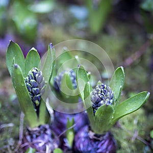 Unblown hyacinth buds in raindrops as decoration of the garden