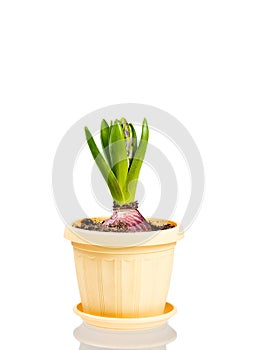 Unblown hyacinth with green leaves and closed buds in a flower pot isolated