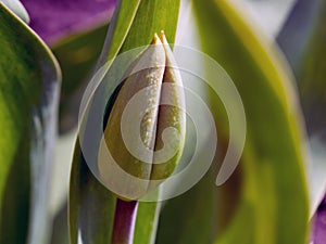 Unblown largest tulip bud In the spring