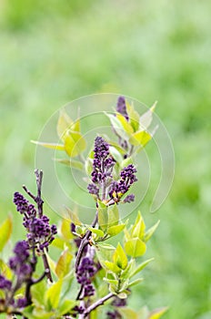 Unblown lilac flower in park