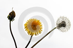 Unblown, yellow and fluffy dandelion on a white background. The concept of birth, youth and old age