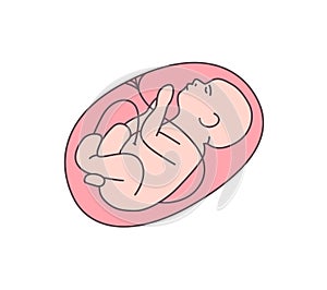 Unborn baby flat vector illustration. Healthy fetal, embryo outline color icon. Obstetrics clinic, maternity hospital photo