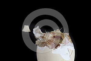 Unborn chicken