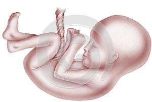 Unborn Child with Umbilical Cord