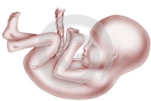 Unborn Child with Umbilical Cord photo
