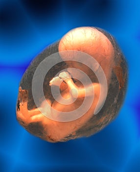 Unborn Human Fetus