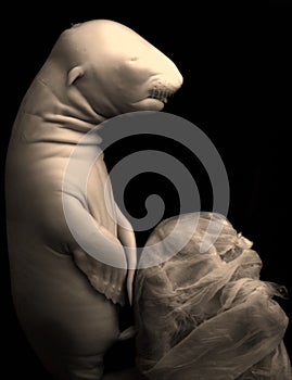 Unborn sea lion