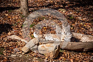 A unbreakable bond between a lynx and a bobcat