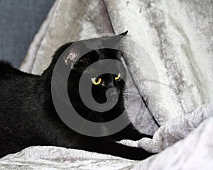 Unbred black cat lying on a gray rug, looking to the side