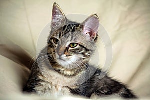 Unbred tabby kitten lying on a yellowish material, looking carefully to the side