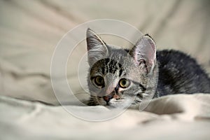 Unbred tabby kitten lying on yellowish material, looking carefully to side