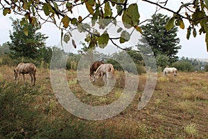 Unbridled Horses that graze in wilderness!