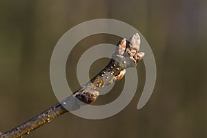 Unbroken buds on a thin branch