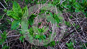 Unbroken leaves, buds of leaves, willow, shrubs