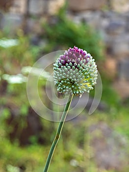 Unbroken  spine - Echinops - grows on the Golan Heights in northern Israel