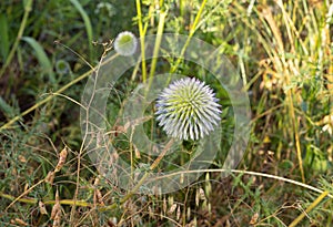 Unbroken  spine - Echinops - grows on the Golan Heights in northern Israel photo