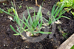 unburied sprouted garlic, garlic clove sprout above ground