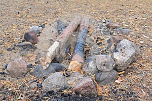 Unburned pine branches
