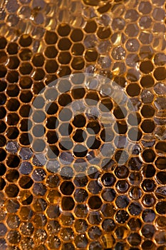 Uncapped filled honeycomb as background, closeup view