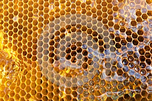 Uncapped filled honeycomb as background, closeup view