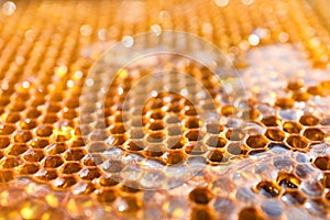 Uncapped filled honeycomb as background, closeup view