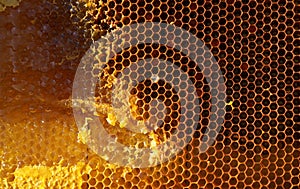 Uncapped filled honeycomb as background, closeup view