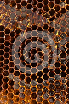 Uncapped filled honeycomb as background, closeup view