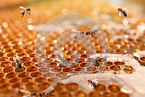 Uncapped filled honeycomb and bees, closeup view