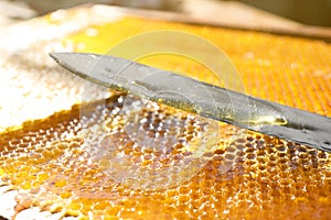 Uncapped honey cells with knife, closeup view