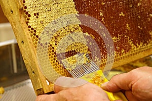 Uncapping of honeycombs - a visit to the beekeeper