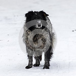Uncared stray dog on snow
