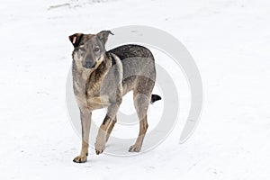 Uncared stray dog on snowy ground in winter.
